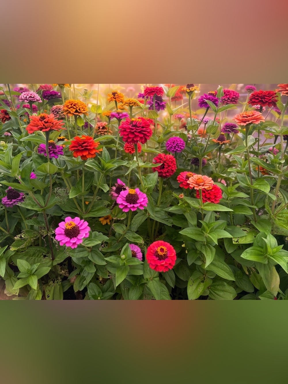 Colorful Zinnia Garden Photography Print – Vibrant Pink, Red & Orange